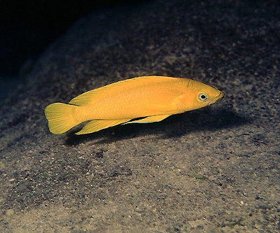 Neolamprologus longior 'Bulu Point'